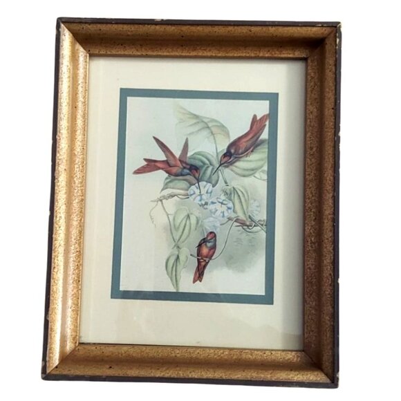 Framed John Gould Lithographs Hummingbird & Flowers Set Of 2 8x10 Vintage Birds - Picture 7 of 12
